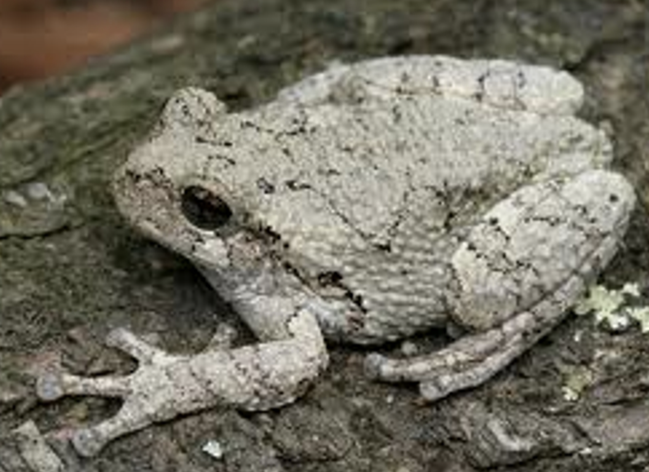 Chameleon Frog :: Chameleons